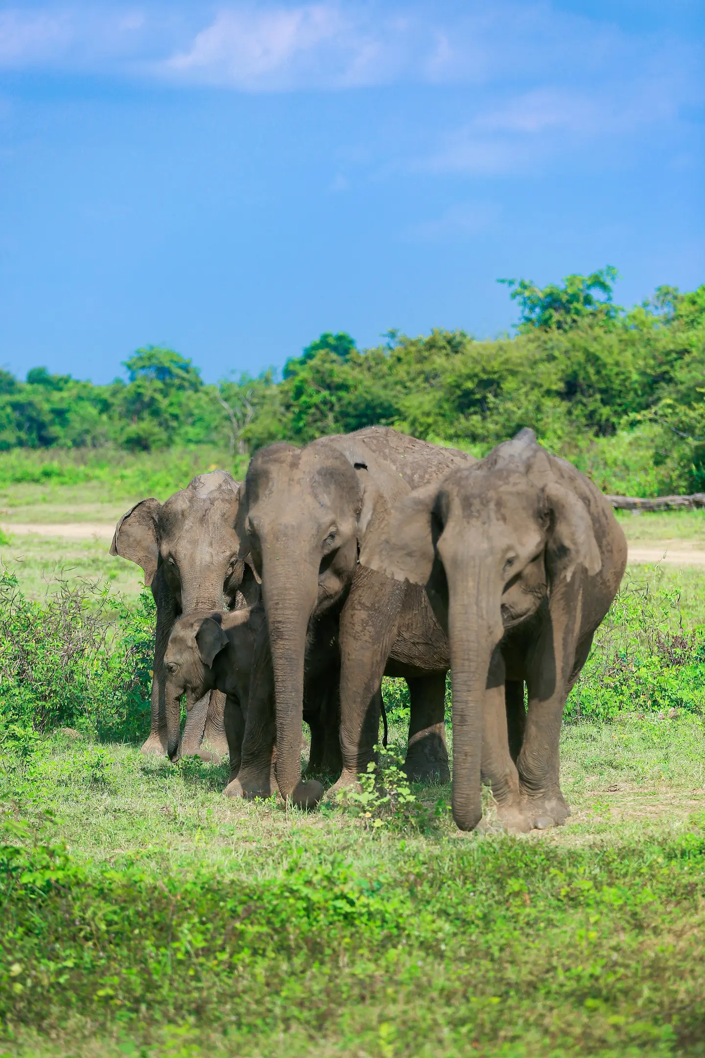 A herd of Asian elephants in the grasslands of Udawalawe National Park
