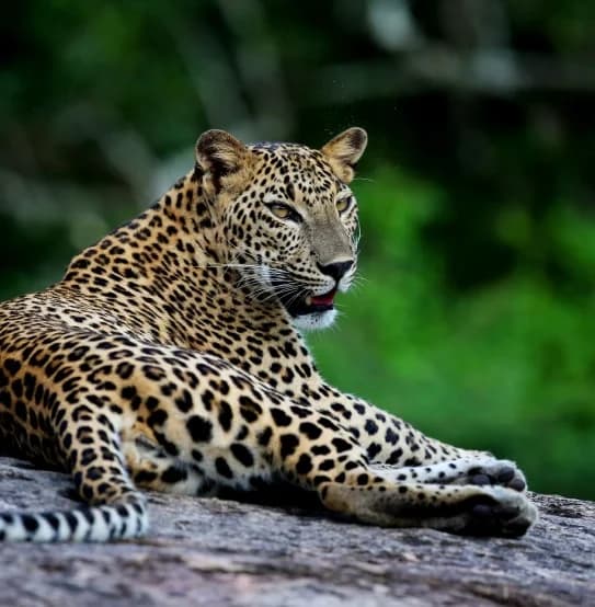 A leopard resting on a rock, illustrating Yala’s wildlife