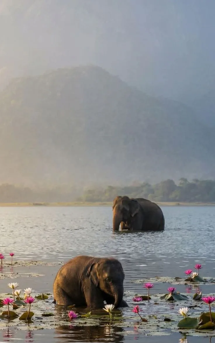 Elephants bathing in a lotus-covered lake beneath misty hills