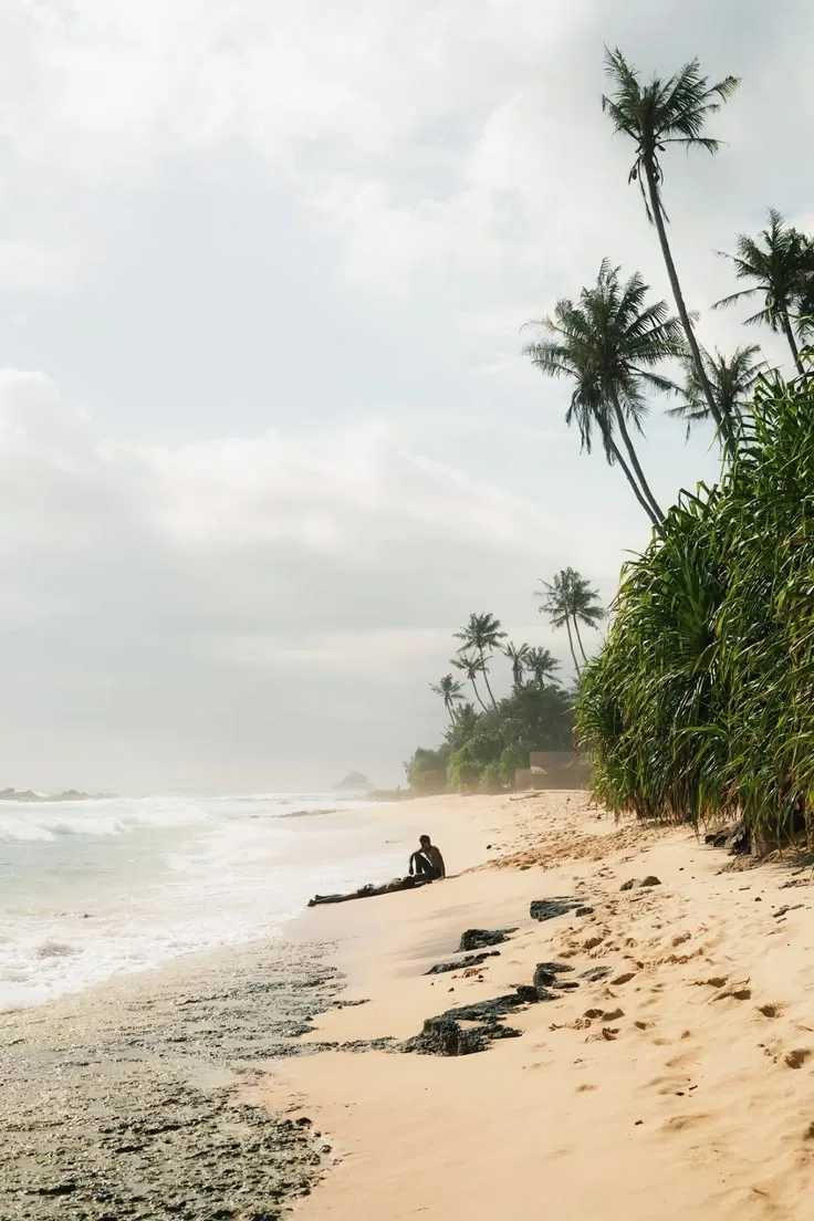A sandy tropical beach lined with coconut palms