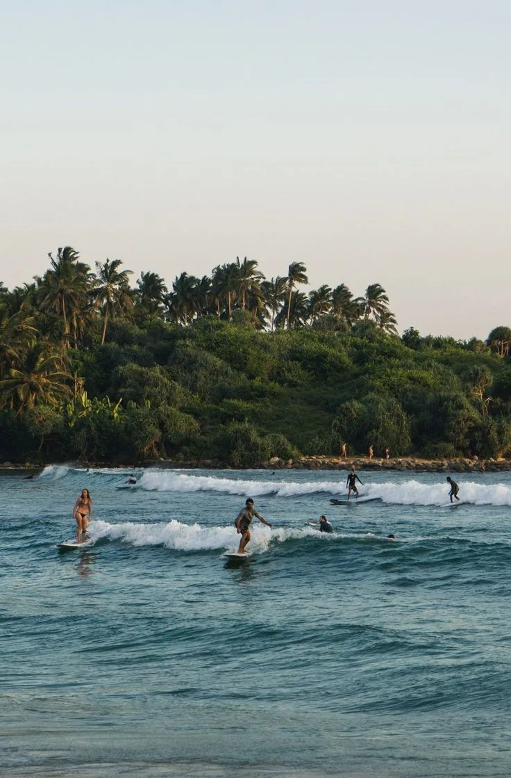 Surfers in the water beside a palm-lined tropical coast