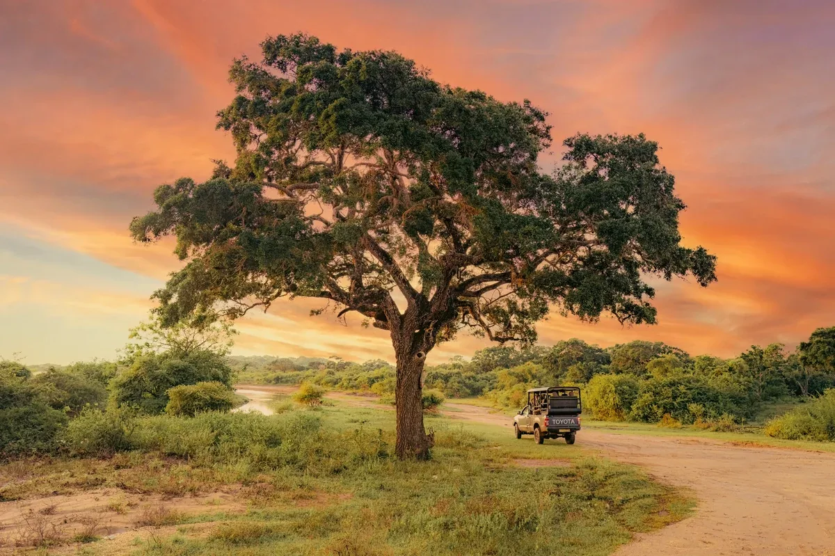 Safari vehicle beneath a spreading tree at sunset in Yala