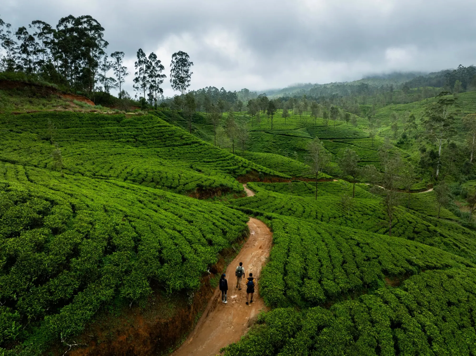 Walkers following a path through emerald tea fields in Sri Lanka’s highlands