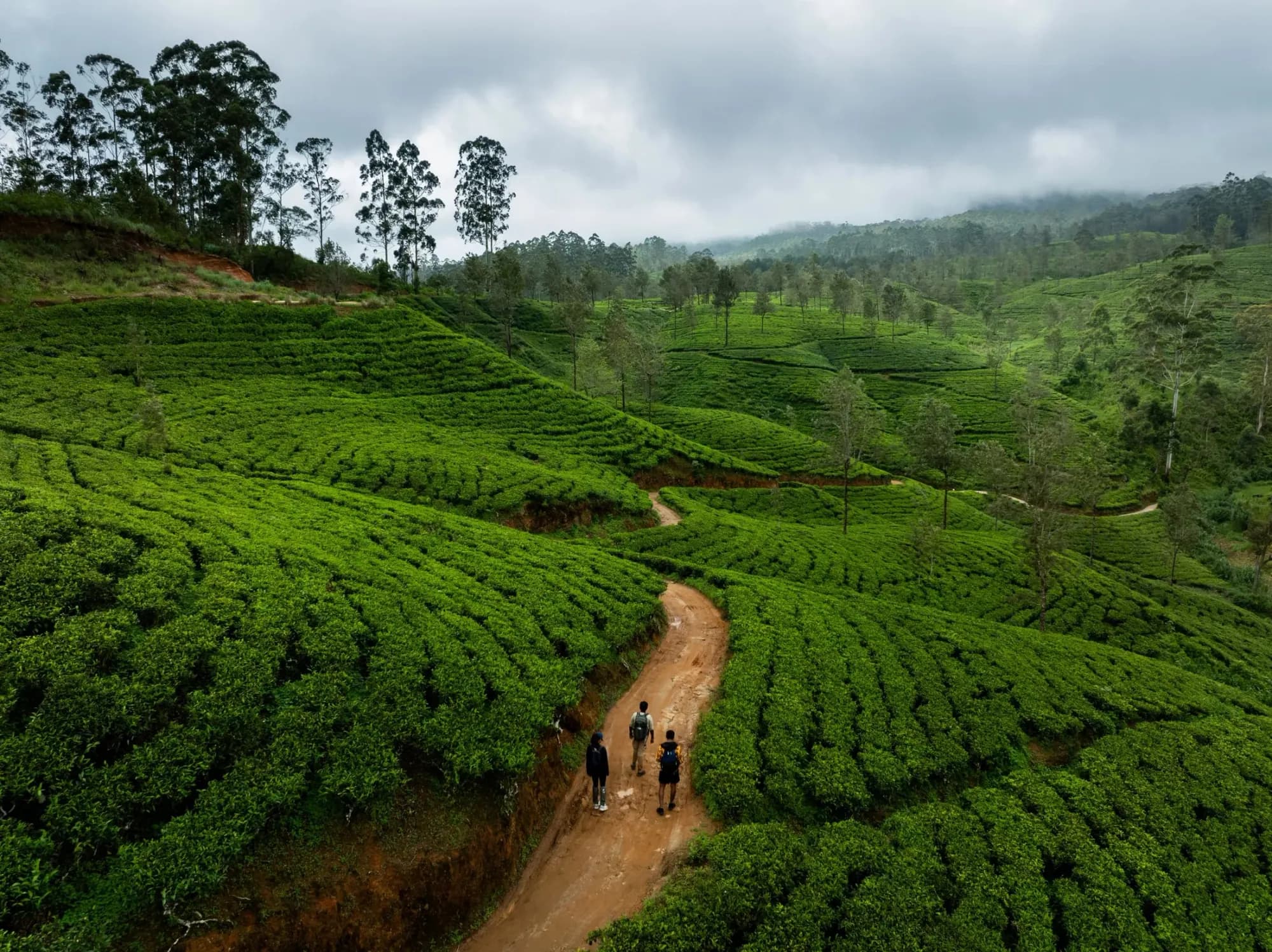 Walkers following a path through emerald tea fields in Sri Lanka’s highlands
