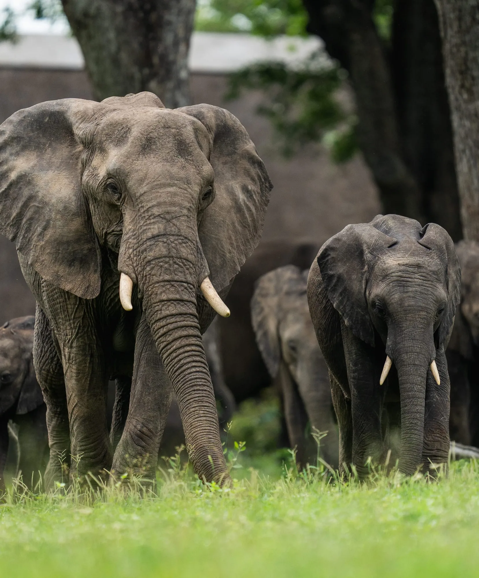 Elephants in Sri Lanka’s wildlife country